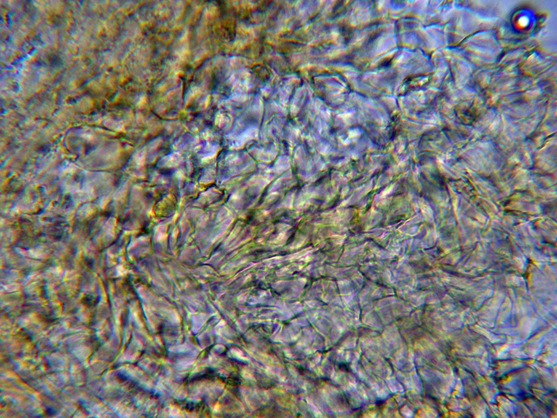 11 - Pileipellis agua-001
